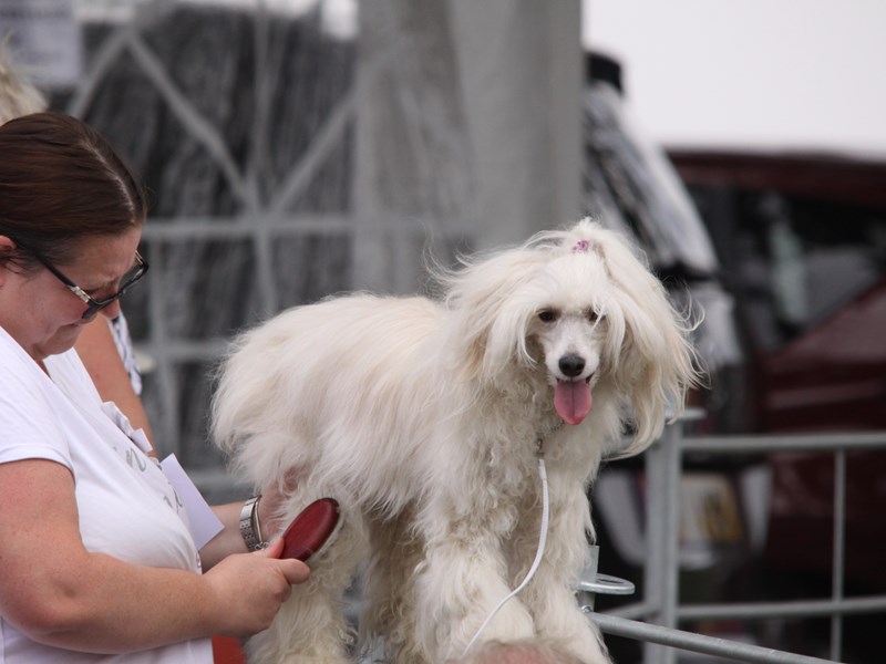stroud-country-show-2018_img_3946