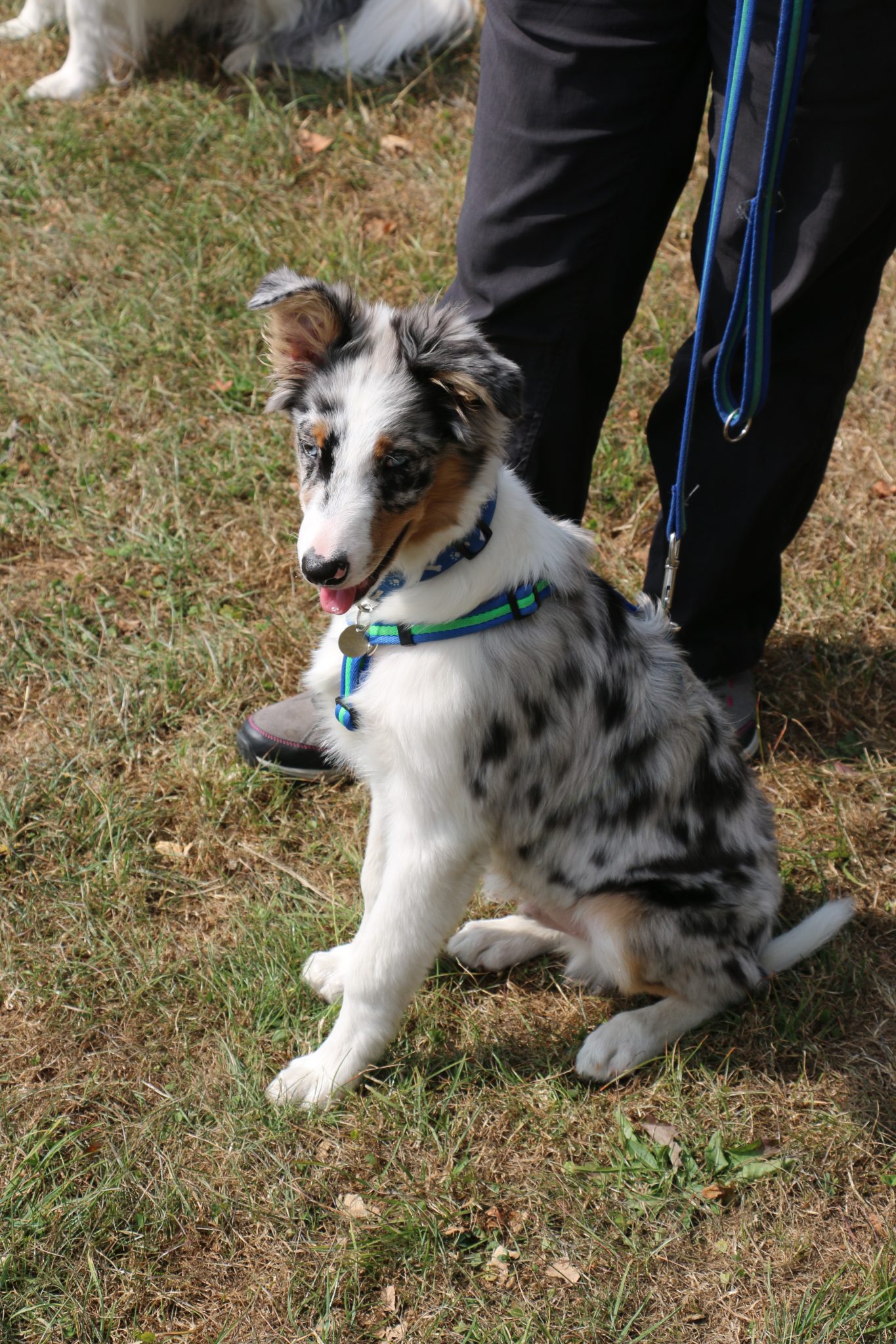 Stroud Country Show 2018_IMG_2442