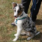 Stroud Country Show 2018_IMG_2442